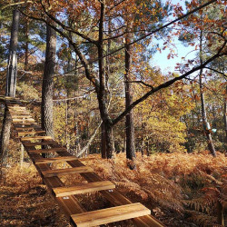 Vue sur un parcours accrobranche